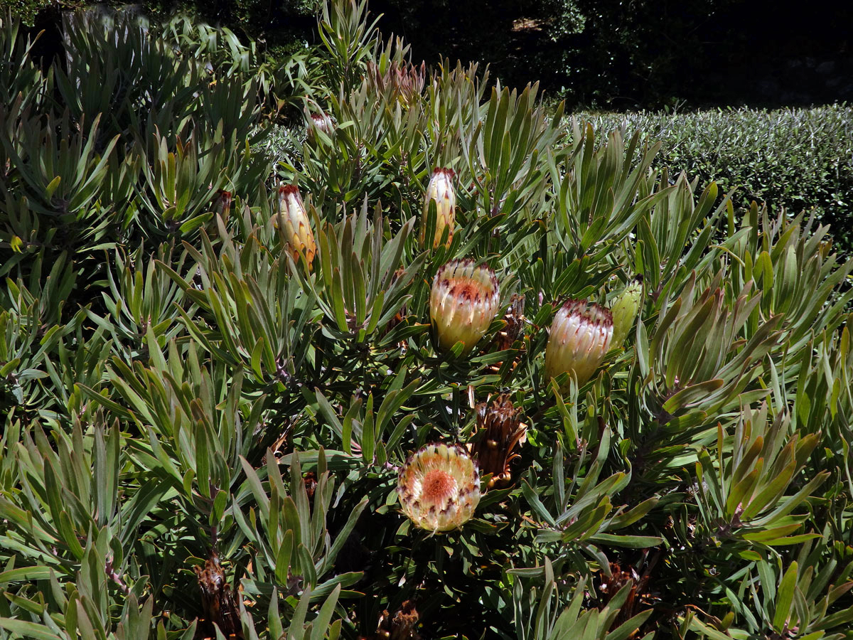 1_Proteaceae