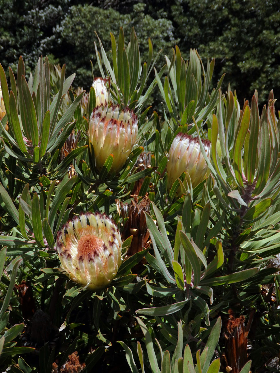 1_Proteaceae