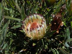 1_Proteaceae