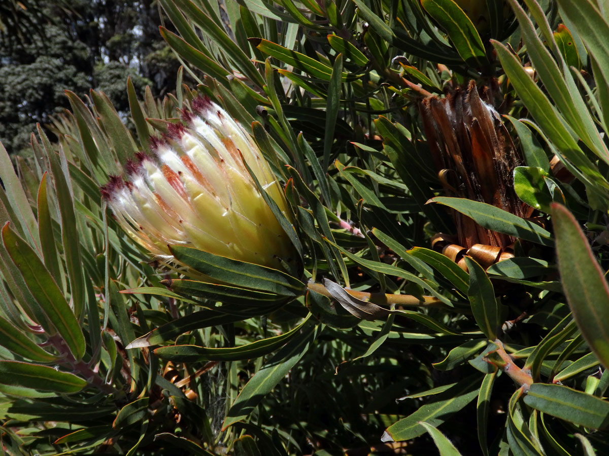 1_Proteaceae