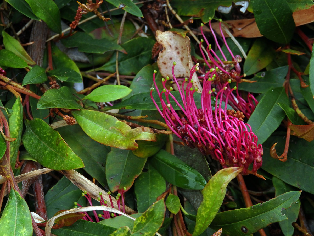 Grevillea laurifolia x villsii