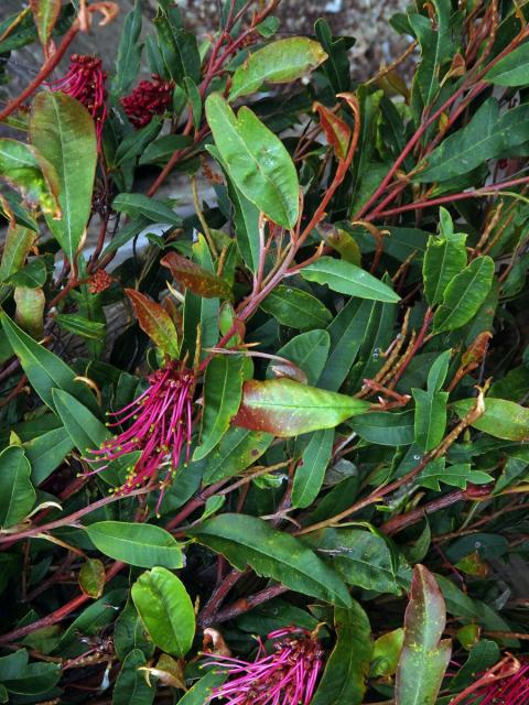 Grevillea laurifolia x villsii