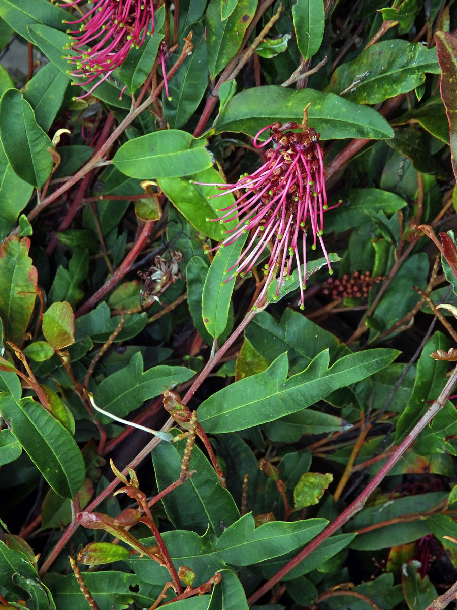 Grevillea laurifolia x villsii