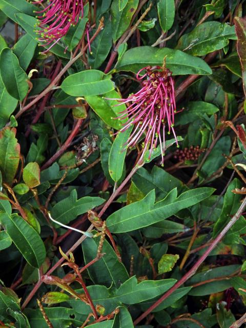 Grevillea laurifolia x villsii