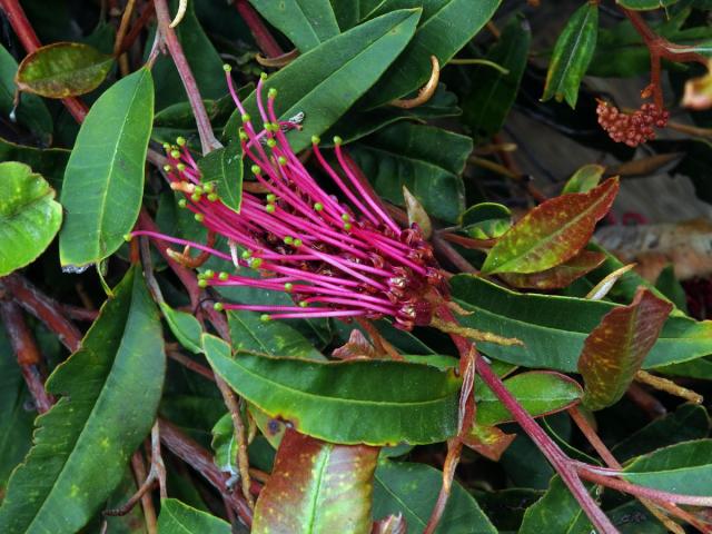 Grevillea laurifolia x villsii