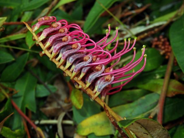 Grevillea laurifolia x villsii