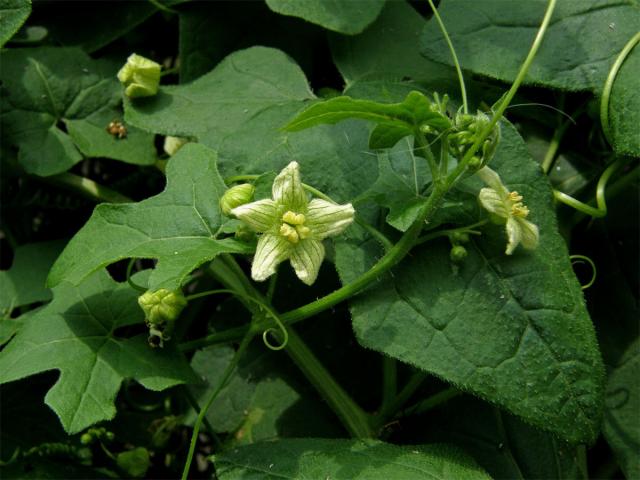 Posed dvoudomý (Bryonia dioica Jacq.)