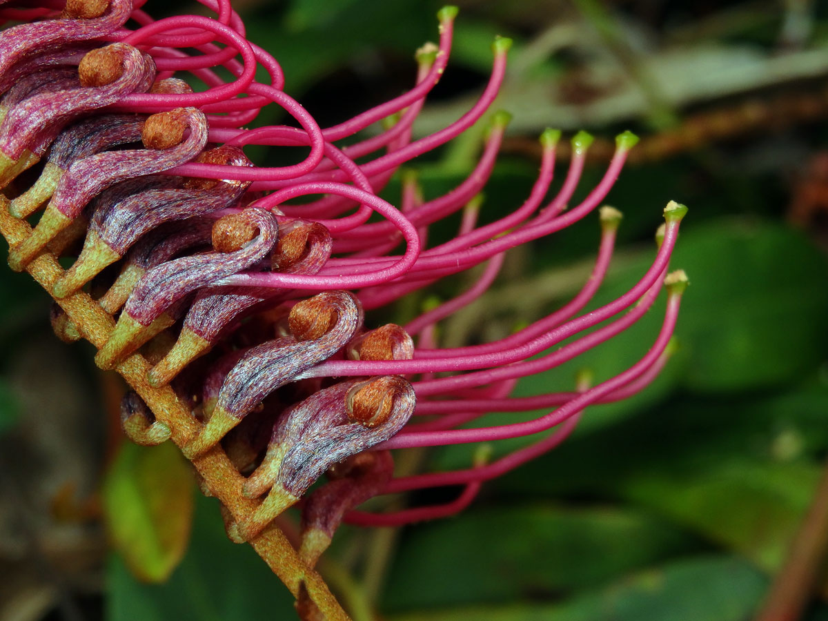 Grevillea laurifolia x villsii