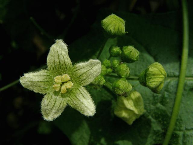 Posed dvoudomý (Bryonia dioica Jacq.)