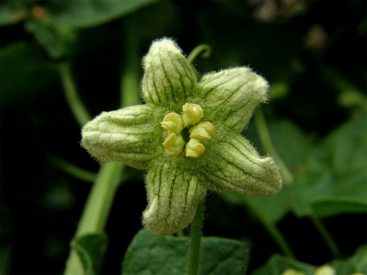 Posed dvoudomý (Bryonia dioica Jacq.)