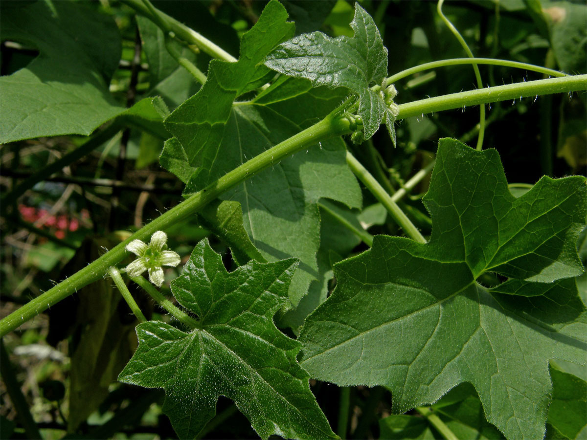 Posed dvoudomý (Bryonia dioica Jacq.)