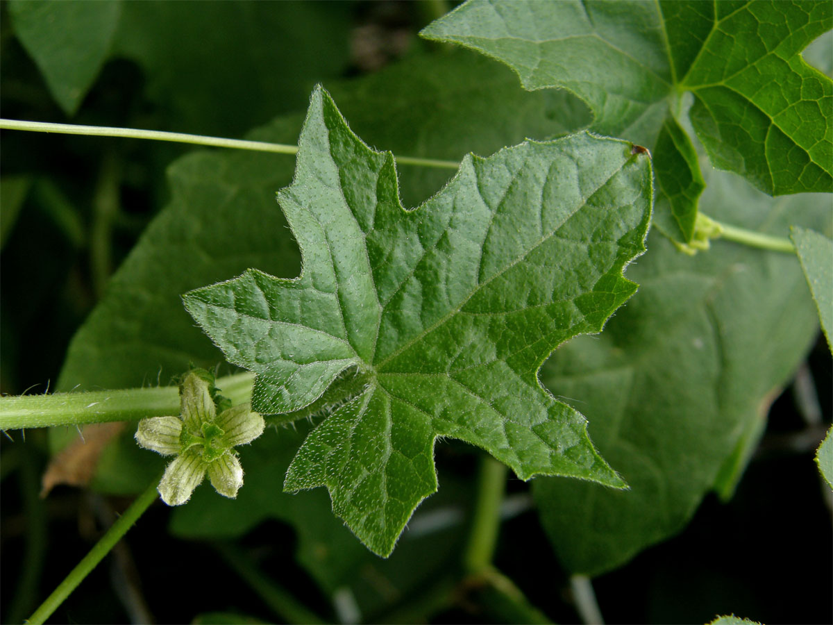 Posed dvoudomý (Bryonia dioica Jacq.)