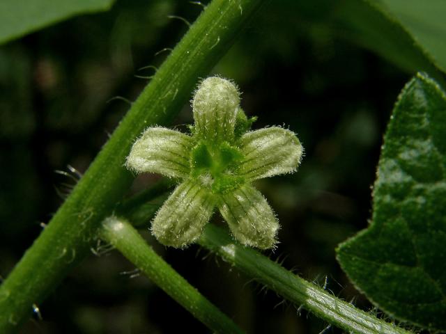 Posed dvoudomý (Bryonia dioica Jacq.)