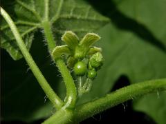 Posed dvoudomý (Bryonia dioica Jacq.)