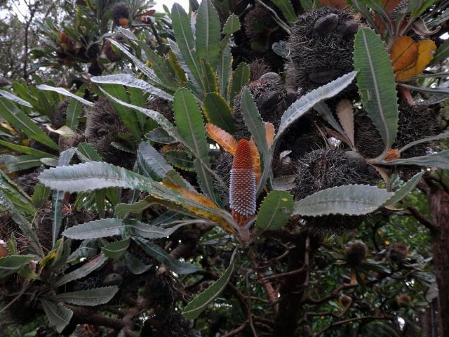 Banksia serrata L. f.