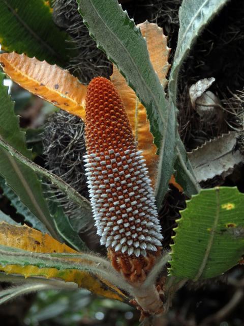 Banksia serrata L. f.