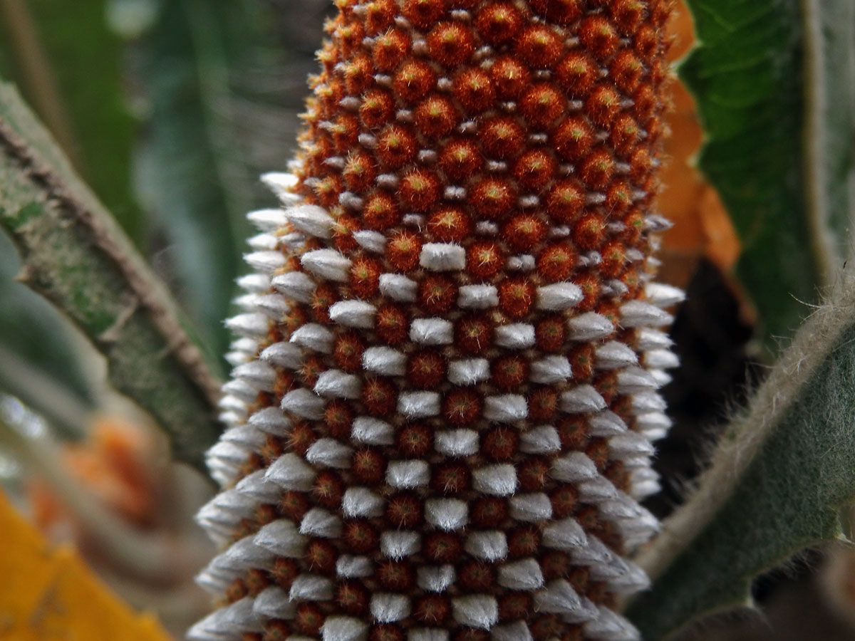 Banksia serrata L. f.