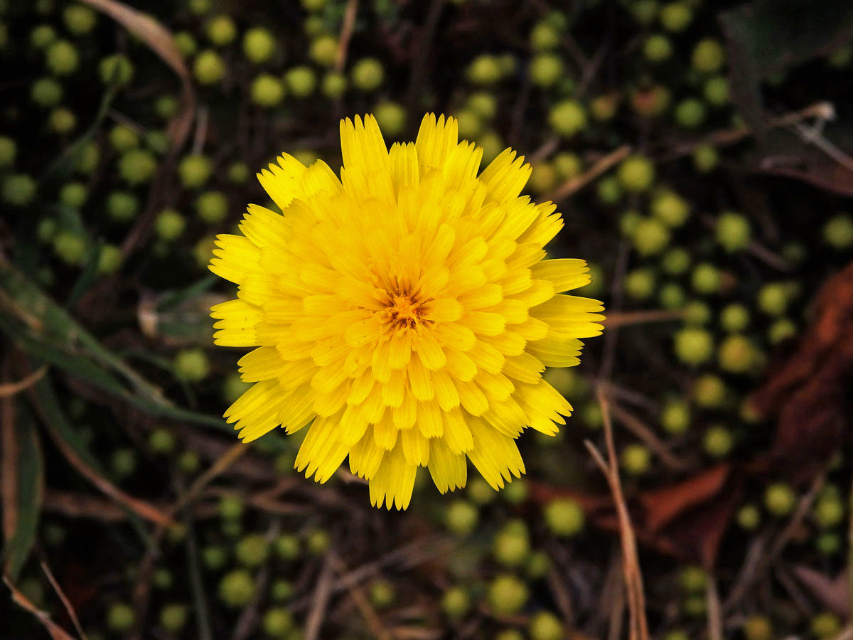 Máchelka (Leontodon taraxacoides (Vill.) Mérat)