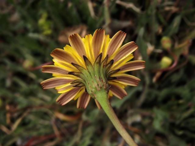 Máchelka (Leontodon taraxacoides (Vill.) Mérat)