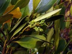 Griselinia littoralis (Raoul) Raoul