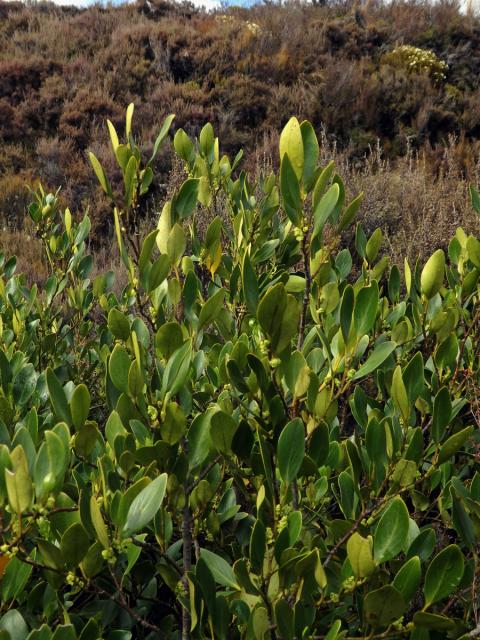 Griselinia littoralis (Raoul) Raoul