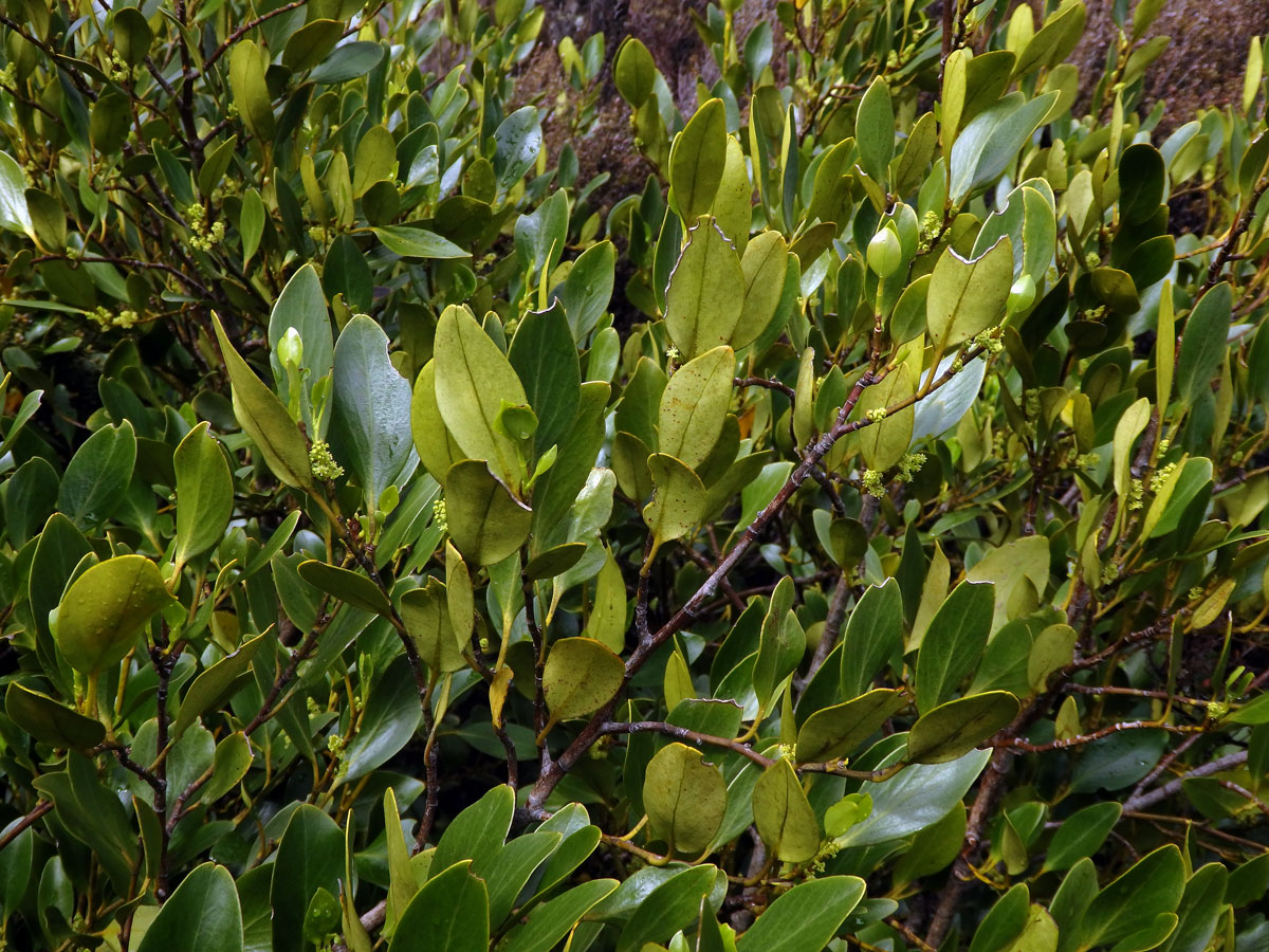 Griselinia littoralis (Raoul) Raoul