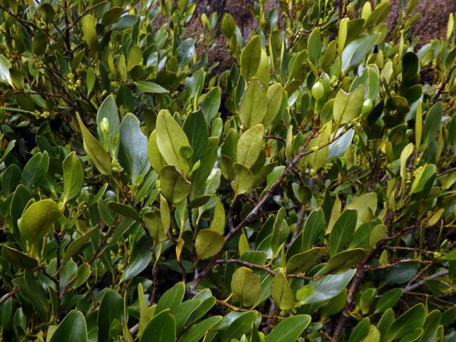 Griselinia littoralis (Raoul) Raoul