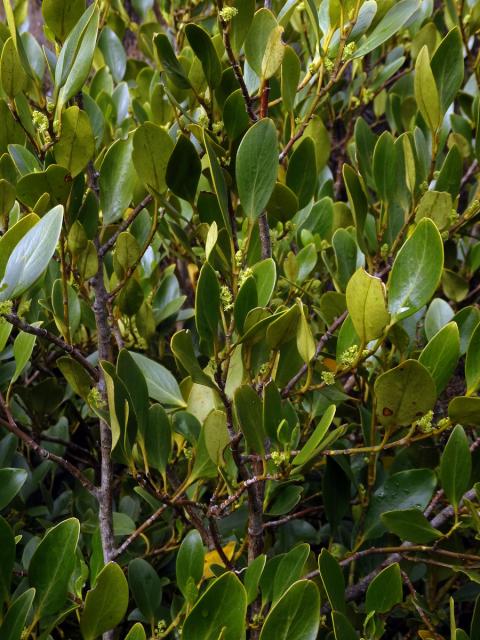 Griselinia littoralis (Raoul) Raoul