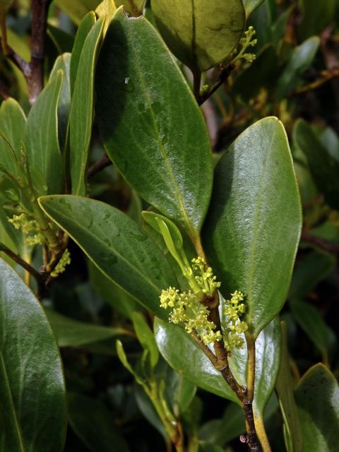 Griselinia littoralis (Raoul) Raoul