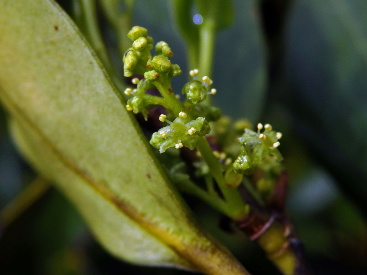 Griselinia littoralis (Raoul) Raoul