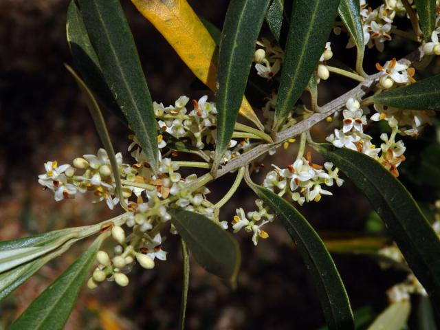 Olivovník evropský (Olea europaea subsp. cuspidata (Wall. et G. Don) Cif.)