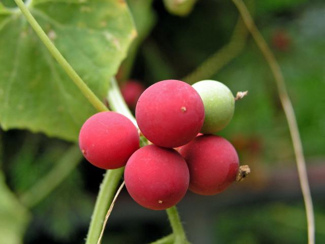 Posed dvoudomý (Bryonia dioica Jacq.)