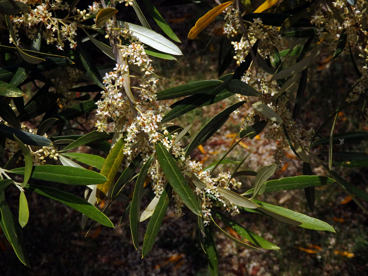 Olivovník evropský (Olea europaea subsp. cuspidata (Wall. et G. Don) Cif.)