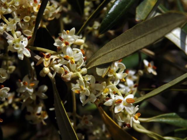 Olivovník evropský (Olea europaea subsp. cuspidata (Wall. et G. Don) Cif.)