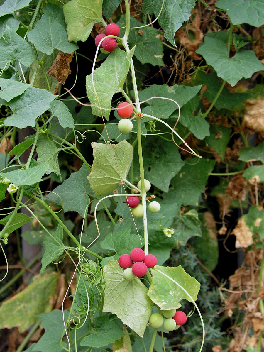 Posed dvoudomý (Bryonia dioica Jacq.)