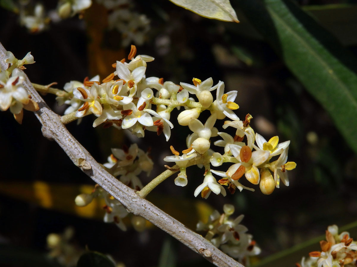 Olivovník evropský (Olea europaea subsp. cuspidata (Wall. et G. Don) Cif.)