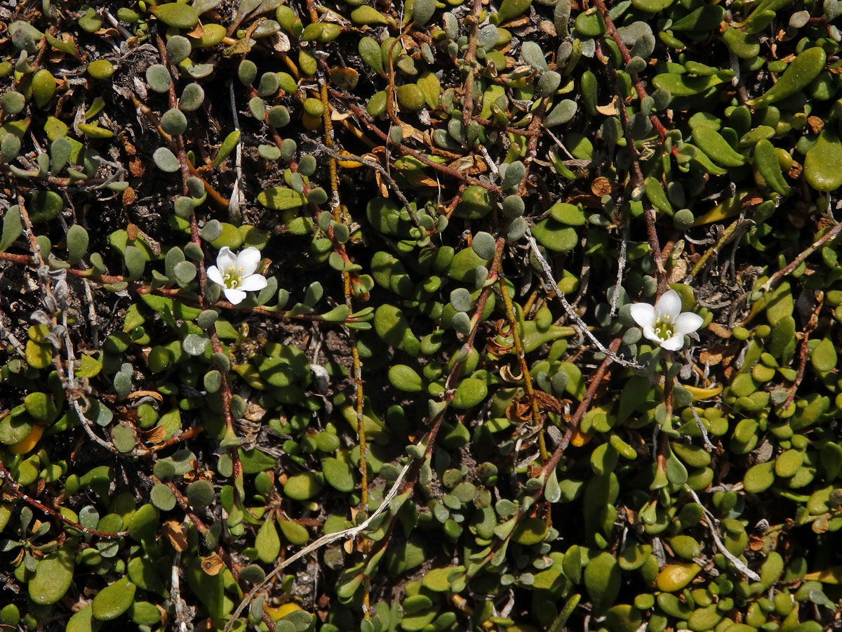 Solenka (Samolus repens (J. R. Forst. & G. Forst.) Pers.)