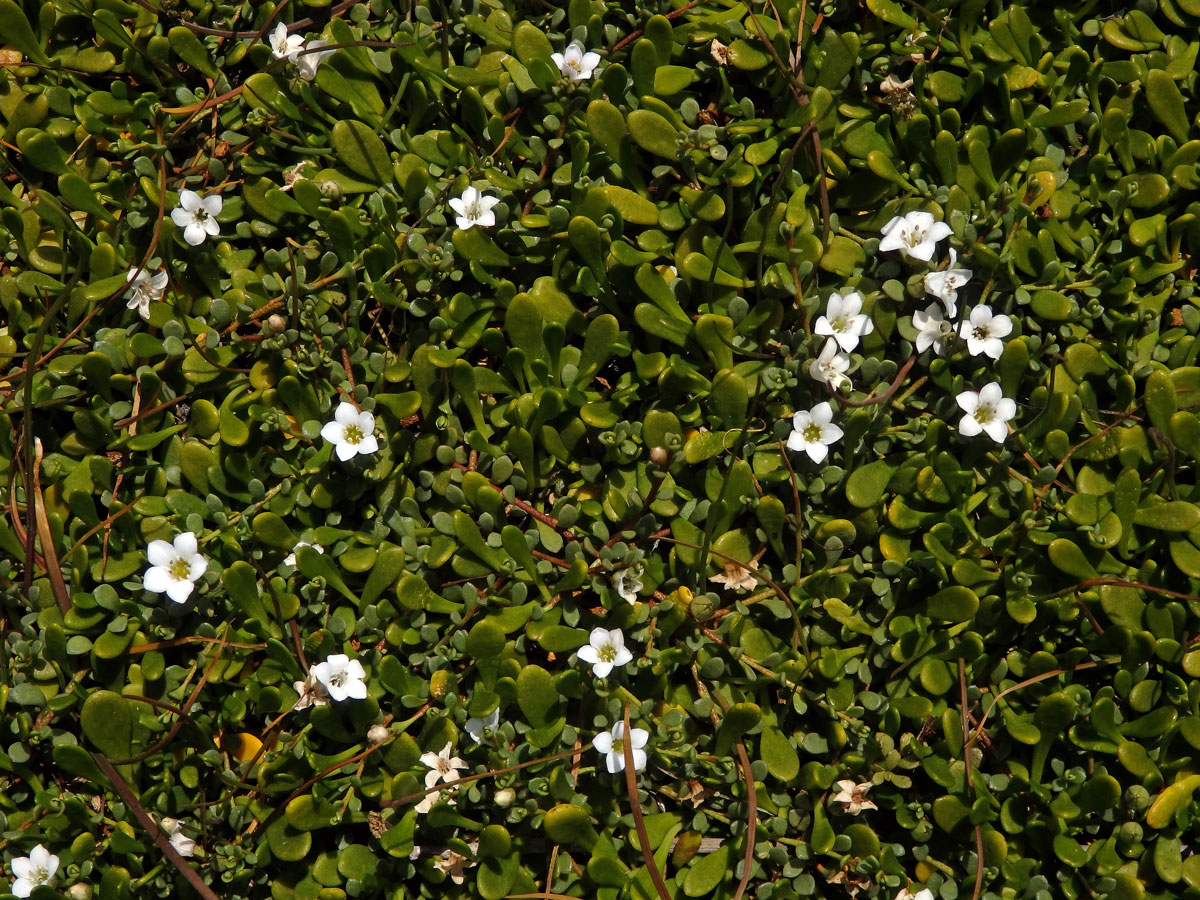 Solenka (Samolus repens (J. R. Forst. & G. Forst.) Pers.)