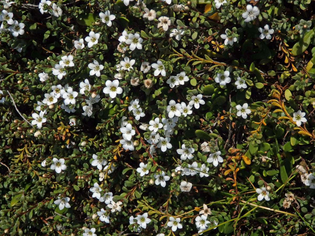 Solenka (Samolus repens (J. R. Forst. & G. Forst.) Pers.)