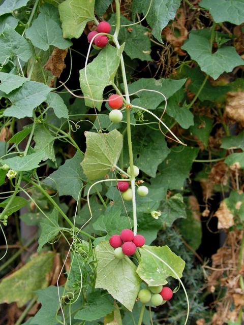 Posed dvoudomý (Bryonia dioica Jacq.)