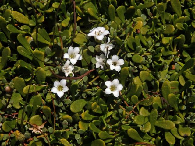 Solenka (Samolus repens (J. R. Forst. & G. Forst.) Pers.)