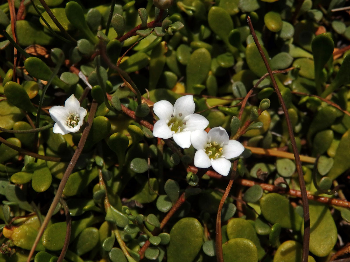 Solenka (Samolus repens (J. R. Forst. & G. Forst.) Pers.)