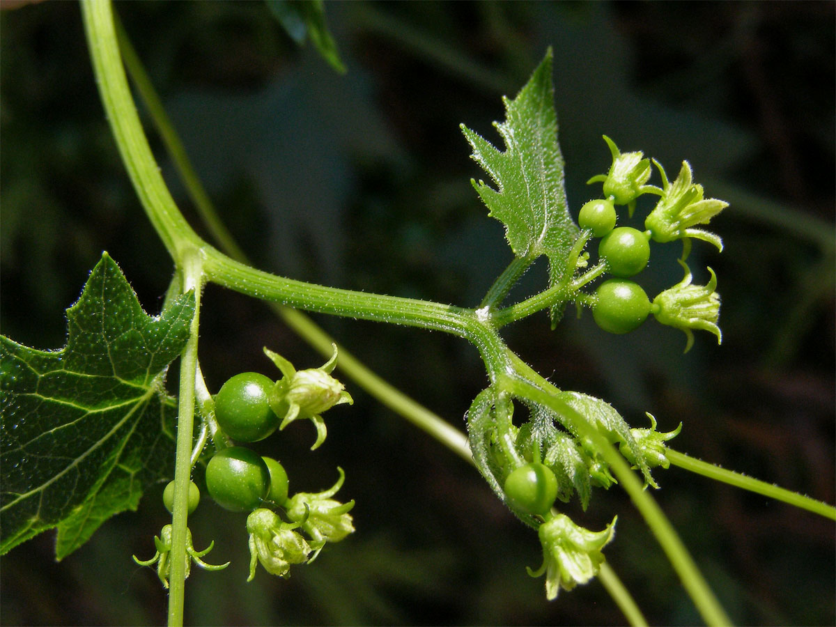 Posed bílý (Bryonia alba L.)