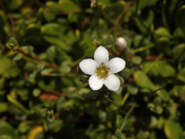 Solenka (Samolus repens (J. R. Forst. & G. Forst.) Pers.)