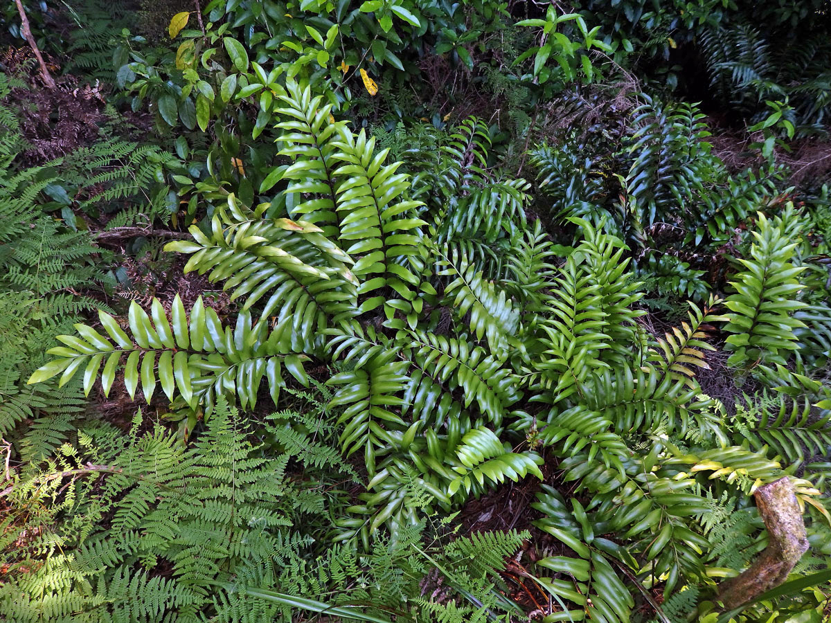 Sleziník (Asplenium oblongifolium Colenso)