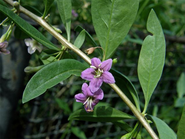 Kustovnice cizí (Lycium barbarum L.)