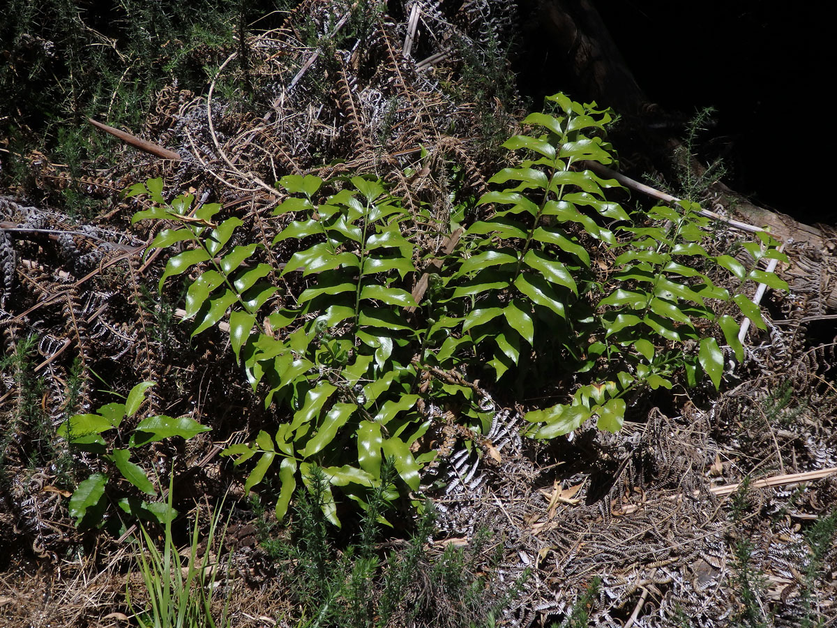 Sleziník (Asplenium oblongifolium Colenso)