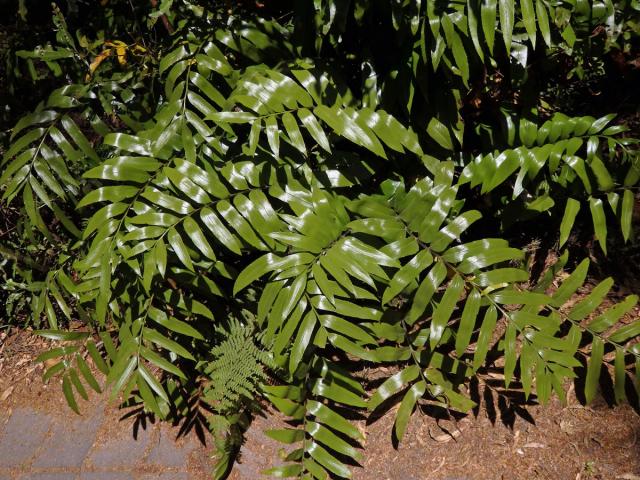 Sleziník (Asplenium oblongifolium Colenso)