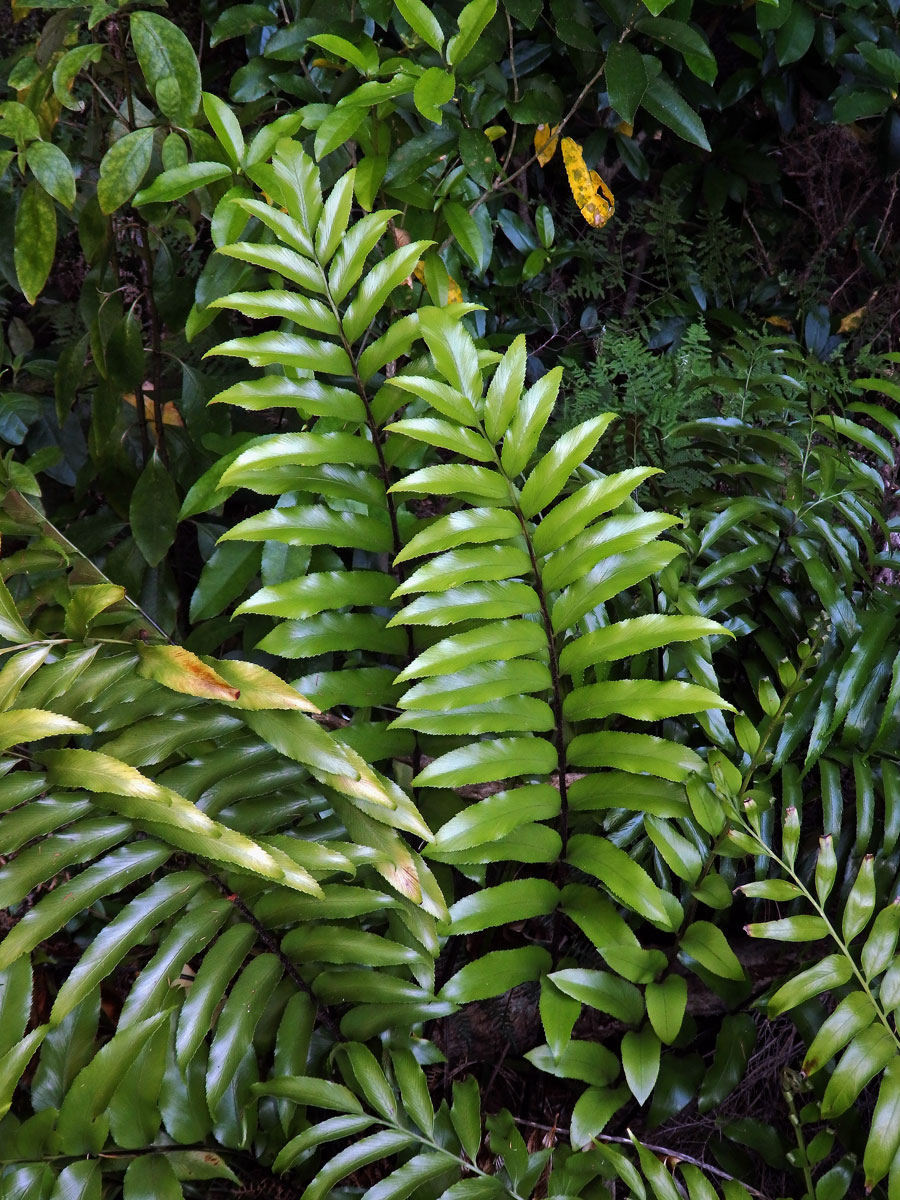 Sleziník (Asplenium oblongifolium Colenso)