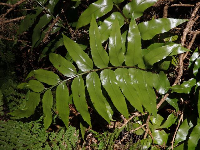 Sleziník (Asplenium oblongifolium Colenso)